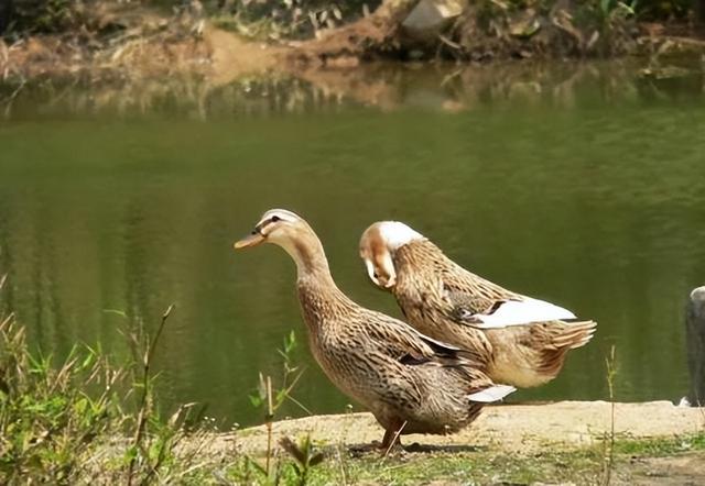 潢川特色餐馆推荐，潢川美食有哪些（这几种信阳土特产闻名全国）