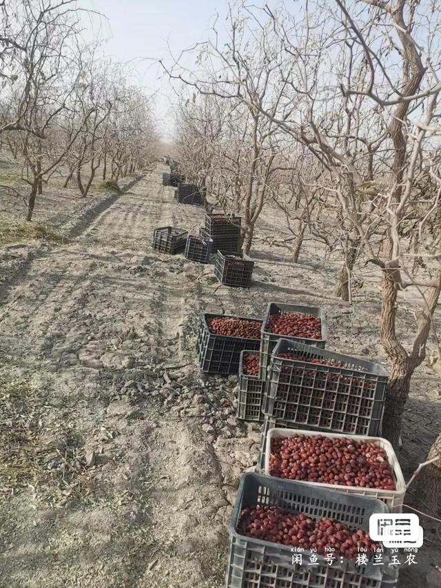 若羌红枣的功效与作用，若羌枣和和田枣哪个好（新疆若羌红枣）