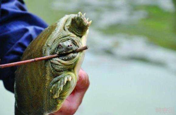 黄河甲鱼多少钱一斤(河南开封小伙黄河钓鱼时) - 价格百科