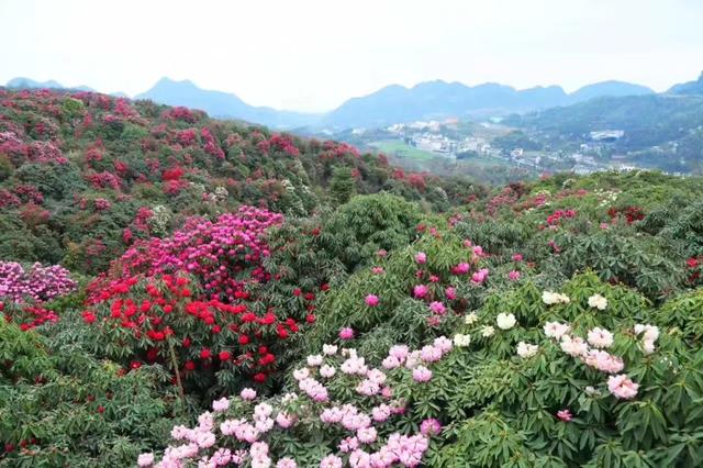 杜鹃花什么时候开花，杜鹃花什么时候开花呢（百里杜鹃赏花时间表出炉）