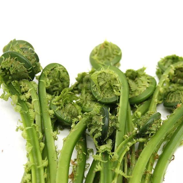 黄瓜香和蕨菜的区别，东北黄瓜香野菜是蕨菜吗（伴有黄瓜香味的野菜）