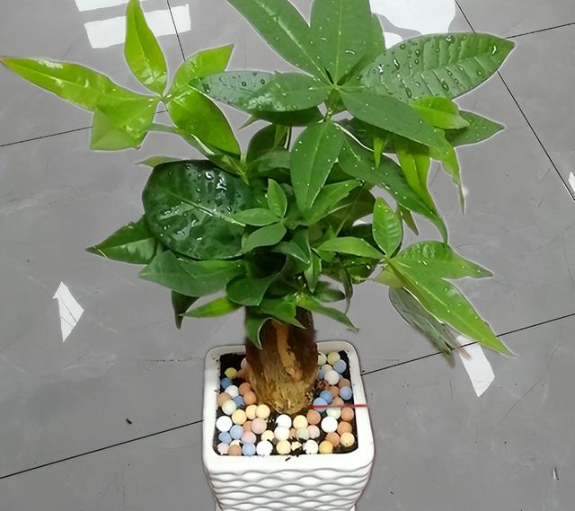 发财树养护，天天翠绿茂盛、芽点多长势好（发财树养护要点）