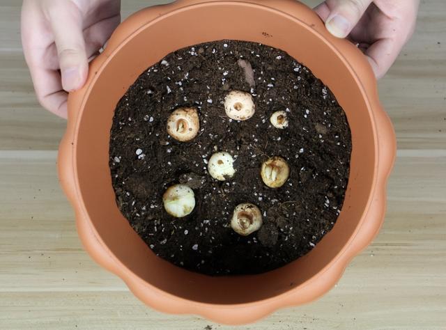 西红花种子，藏红花球茎栽培简单（西红花种子怎么种）