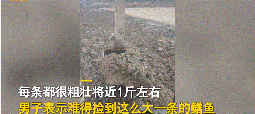 黄鳝是雌雄同体吗，为什么雌黄鳝会变成雄黄鳝（湖北男子挖出3条“巨型”鳝鱼）