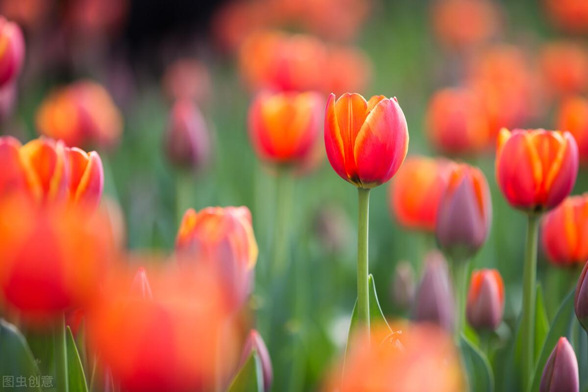 久别重逢的句子，母子久别重逢的句子（永远是我心中最美的相逢）