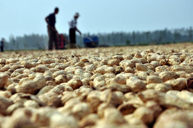 花生油密度是多少，我们熟悉的油料植物花生