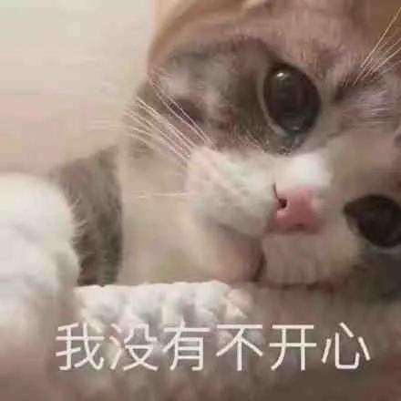 狗狗和猫的表情包，表情包：小猫小狗的表情包