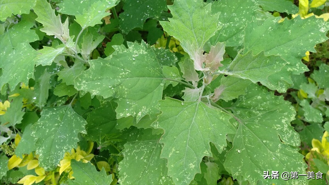 小白菜怎么做好吃，小白菜汤怎么做好吃（这5种常见的野菜）
