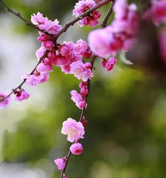 春天的花代表，春天的花代表什么（<一>君子兰、杜鹃、茶花、梅花、长寿花）