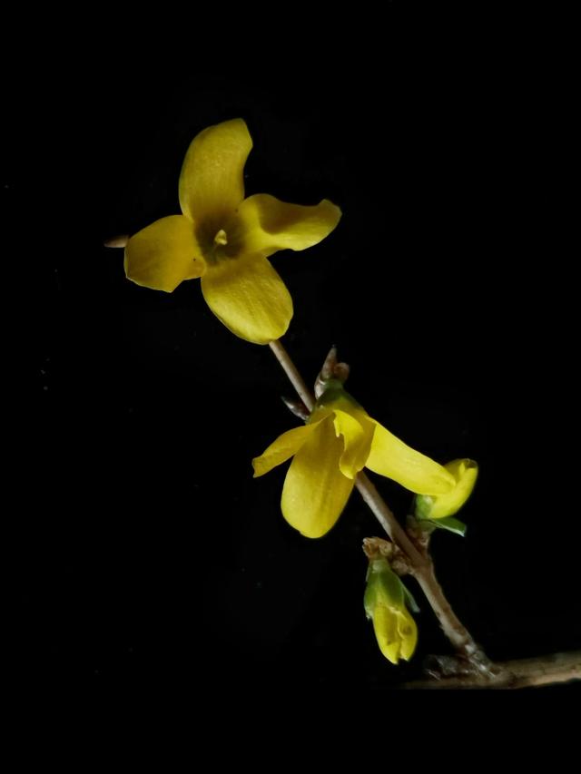 连翘的花语是什么，连翘花是什么花（降香懒画蛾眉春”——连翘花）