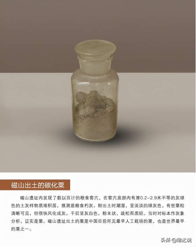 小米是什么农作物，粟是什么农作物（五谷之首的小米为何被四千多年前从西亚传入的小麦取代主粮地位）