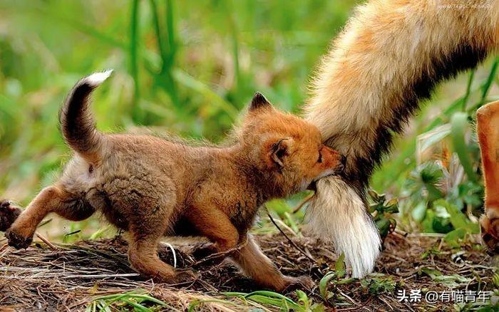 狐狸幼犬多少钱一只 狐狸犬 幼犬