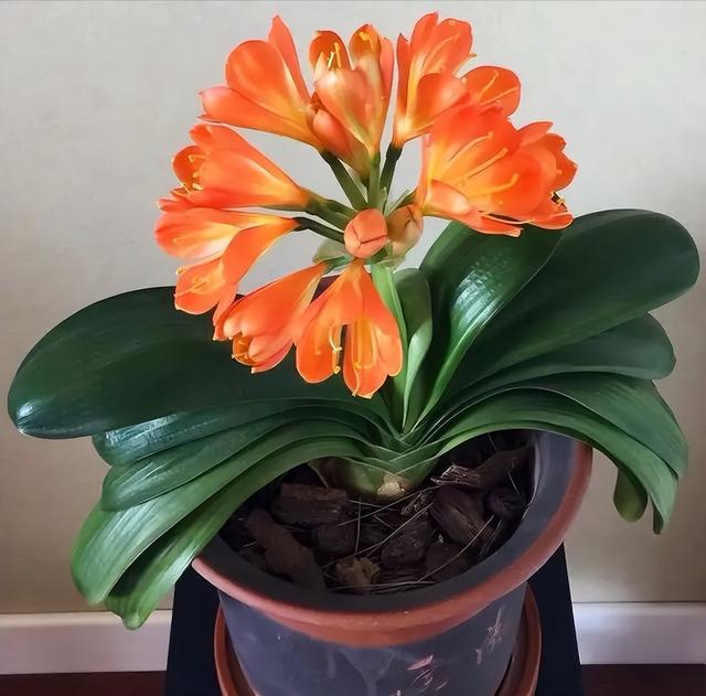 十大室内花卉排名，室内十大吉祥花（6种“漂亮花”）