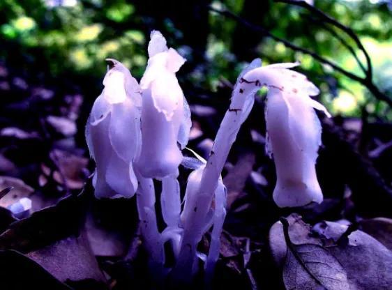 水晶兰的花语是什么，水晶兰是吉祥花吗（幽灵之花一一水晶兰）