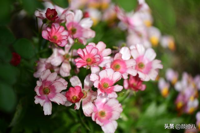 蝴蝶花怎么养，蝴蝶花怎么养 兰花如何浇水（照书养蝴蝶花毛茛）