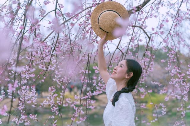 相约无锡太湖鼋头渚樱花季，赴鼋头渚来一场樱花的春日约会