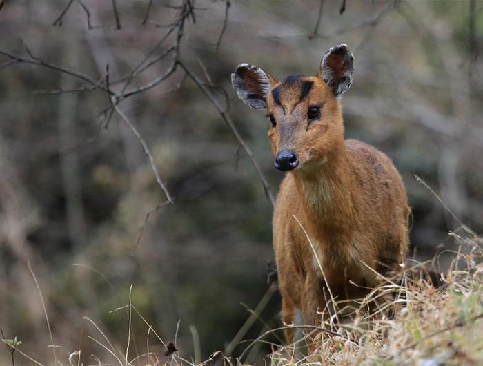 尽管自古以来捕猎麂子的习俗很常见,但随着时代的发展,现在人们已经