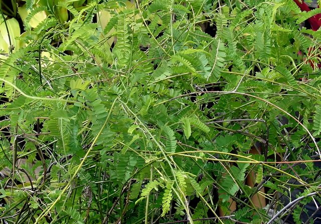 世界上最毒的植物，最毒植物十大排名是什么（全株有剧毒物质）