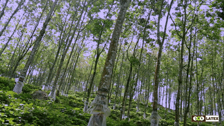 植树节的来历和意义，植树节的由来和意义（植树节的来历和意义是什么）