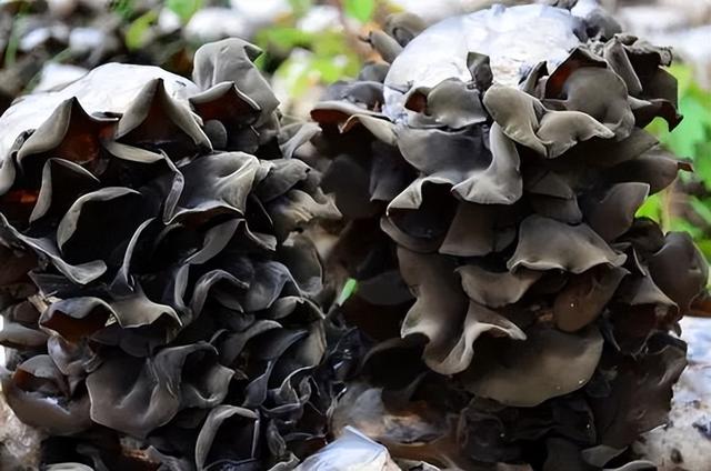 各种茶婊的女生，黑炭木耳女优（黑木耳知多少）