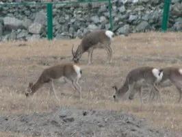 游可可西里、登玉珠峰