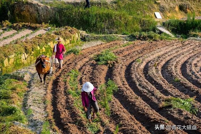 草莓原产地是在哪里，草莓主要生产地在哪里（各种食物和水果的原产地）