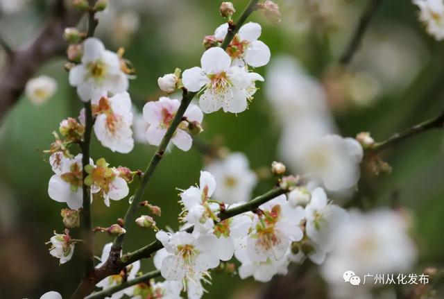 从化流溪河国家森林公园美篇，广州从化：岁寒梅花开满枝