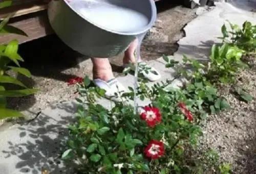 过期牛奶千万别扔11种用途，过期牛奶的11个妙用（过期牛奶怎么样处理更好呢）