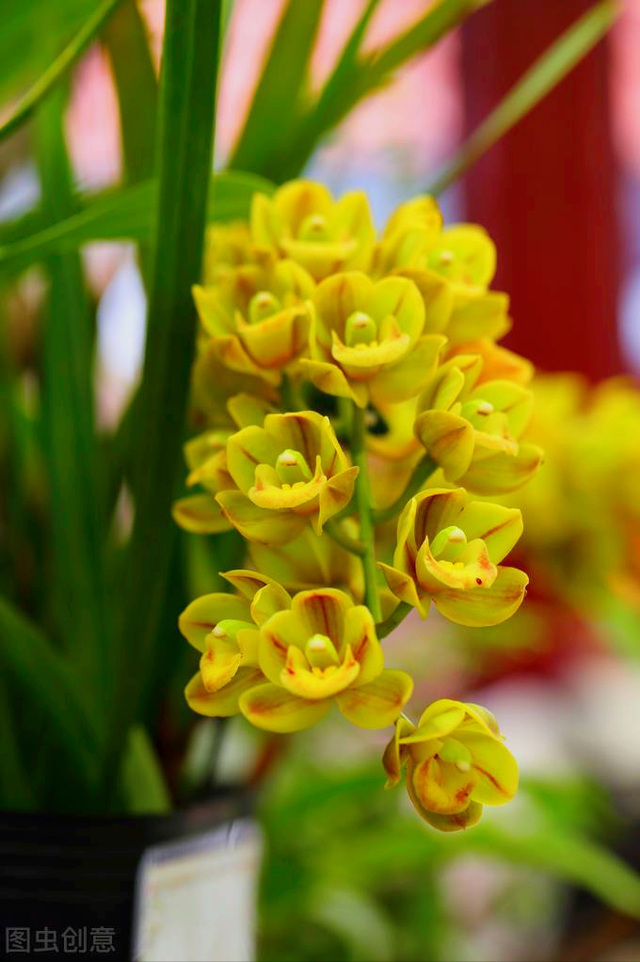 花语短句唯美句子，花语的唯美句子（一花一世界）