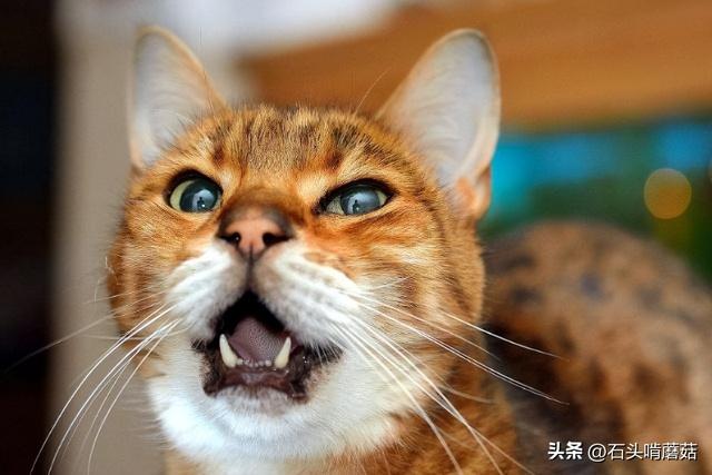 猫一直叫个不停是怎么回事，猫咪一直叫个不停是怎么回事（猫咪一直叫是怎么回事）