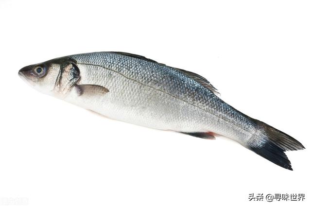 鲷鱼是什么鱼，脆肉鲷鱼是什么鱼（春夏季海鱼9大排名来了）
