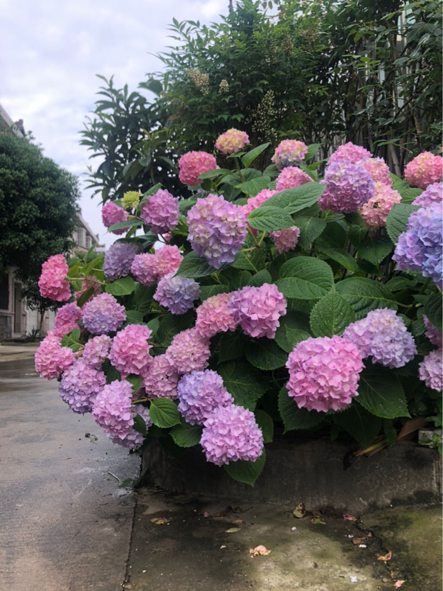 无尽夏绣球养护，无尽夏绣球种植方法（养无尽夏注意5要点）