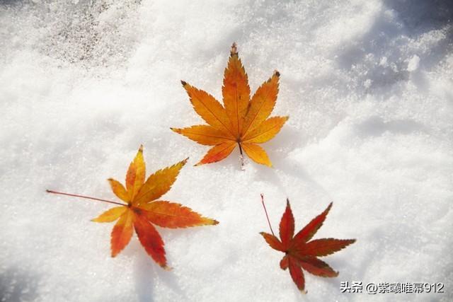 一句简短的雪景句子，雪景的句子唯美简短（那些关于下雪的文案）