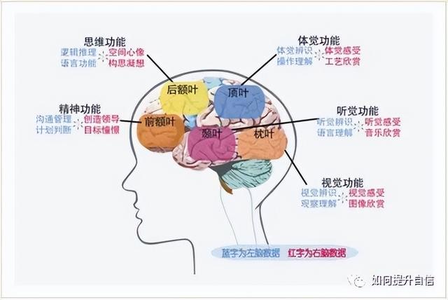 没脑子和单纯区别，没脑子和单纯区别是什么（花10分钟认识你的大脑）