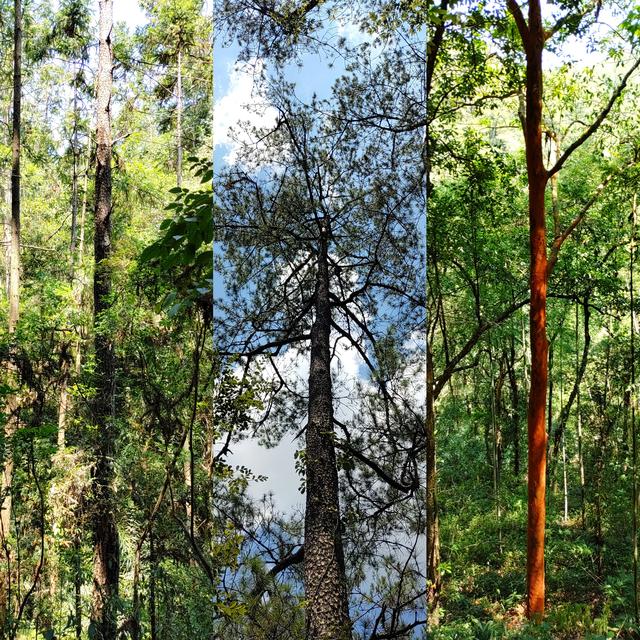 杭州二日游攻略，杭州二日游攻略自由行（杭州-武夷山二日游之绿野仙踪漫游道）