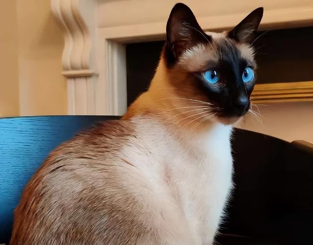 猫中之王是什么品种，十大最漂亮的猫（暹罗猫：堪称最忠诚的猫）