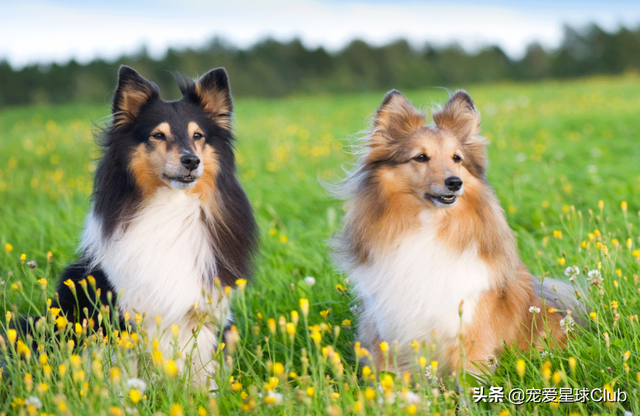 小狗的简单介绍，狗的介绍手抄报（狗狗也分高低贵贱）