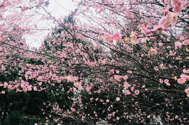 好听的树的名字，爱情树的名字大全简单而有寓意（5种“名花树”）