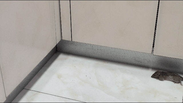 怎么逮老鼠 逮老鼠的妙招，怎么逮老鼠（记录一下住在高层的我是如何用电蚊拍抓老鼠的）