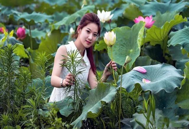 夏天荷花的描写，描写夏天荷花的景色（夏日荷花別样美）