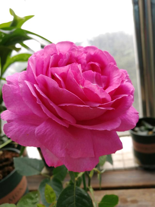 红色贵族是什么意思，贵族指的是什么（长得像牡丹的月季—伊芙·红色贵族香水）