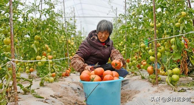 什么是生物菌，什么是生物菌发酵技术（再也不怕种菜死秧、烂根、烂果了）