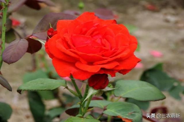 月季花的生长过程，月季从播种到发芽、长叶、开花的全过程（附带图片大全和种植方法）