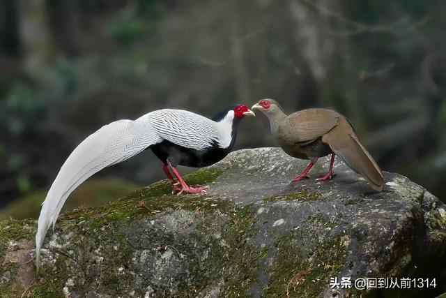 白娴鸟（白娴鸟图片，白娴鸟怎样的养殖（白鹇鸟唯美图片）