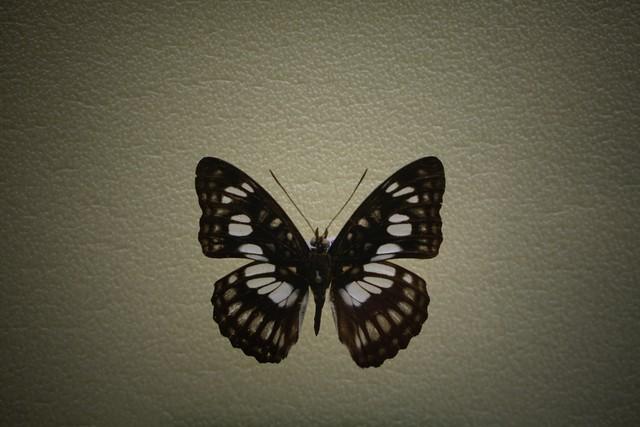 做什么梦说明爱情要来了，什么梦预示真爱到了（爱情魅力追求梦）