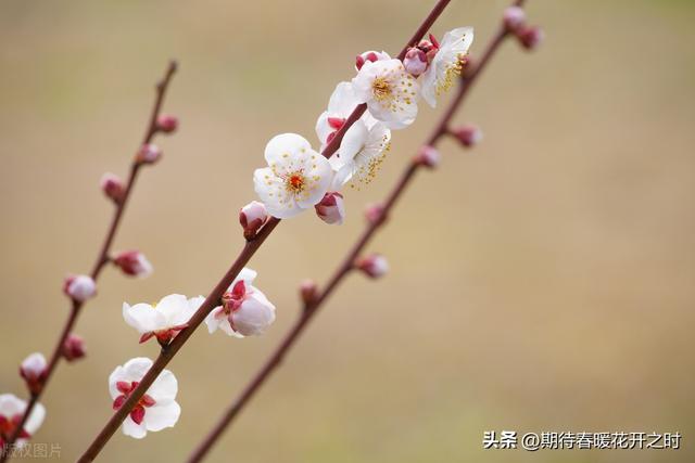梅花的象征意义，梅花的象征意义小练笔50字（梅花-寓意坚强忠贞）
