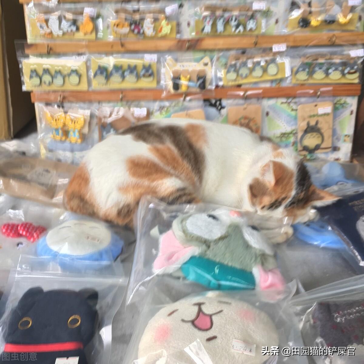 宠物用品批发进货渠道有哪些（中国10大的宠物批发市场一览）