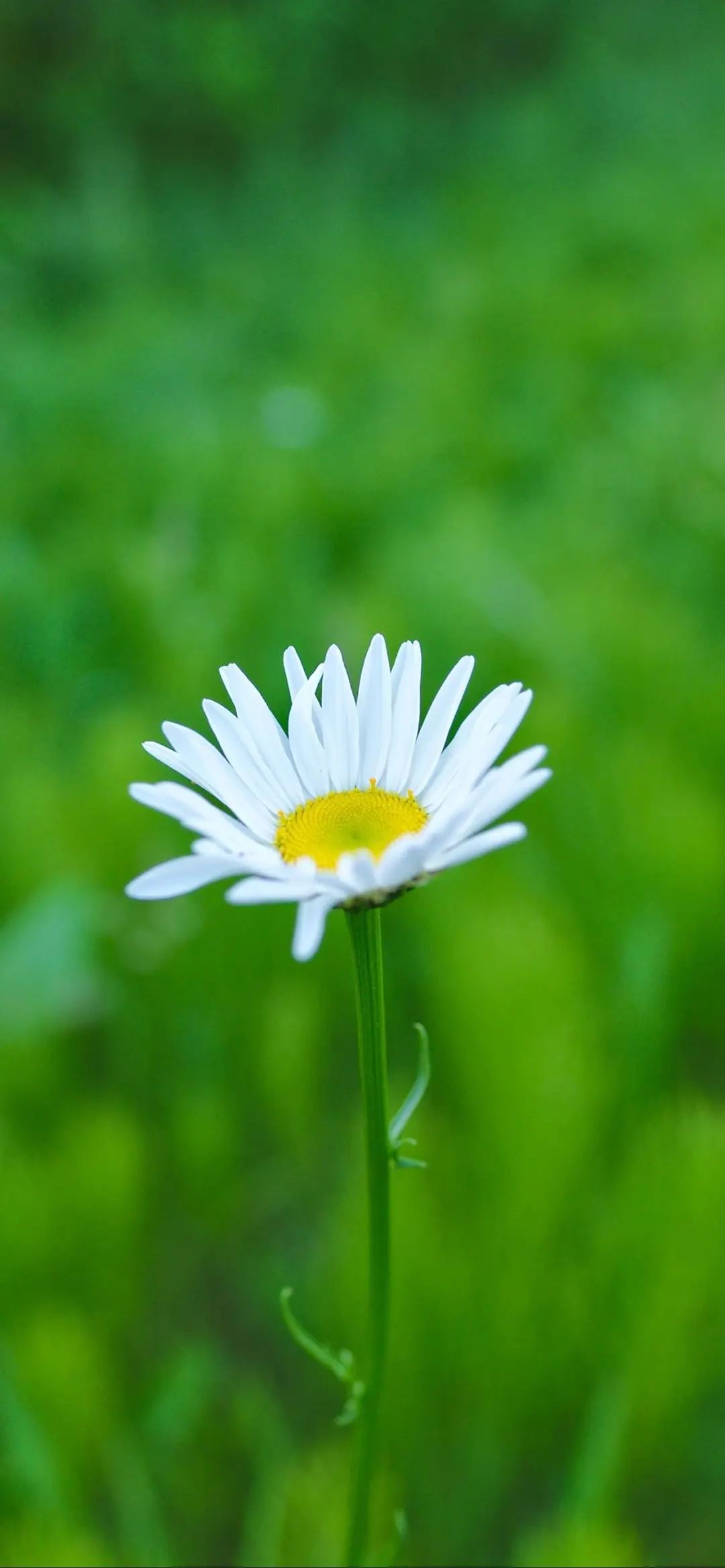 励志句子图片带字图片清晰(心情好的照片图片)-益写作