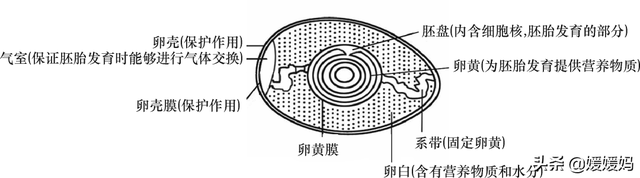 草履虫的结构，草履虫的结构层次模式图（应考技巧丨初中生物识图题常用结构示意图）
