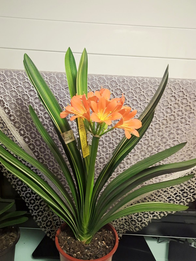 君子兰图片，学会什么叫“春化”（君子兰盆景图片）